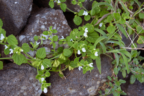 Leucas chinensis — photo