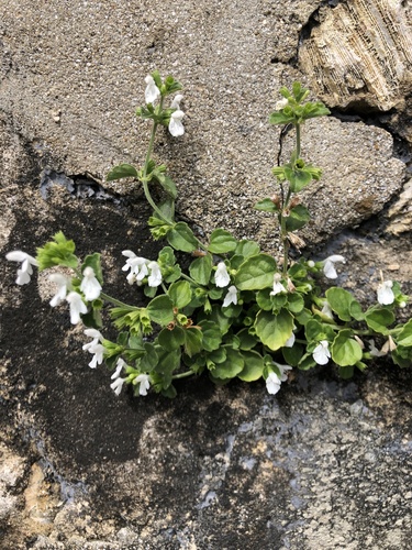 Leucas chinensis