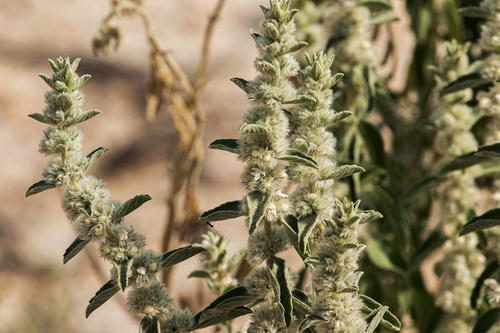 Leucas pechuelii (White foxtail) — photo