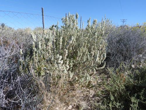 Leucas pechuelii (White foxtail) — photo