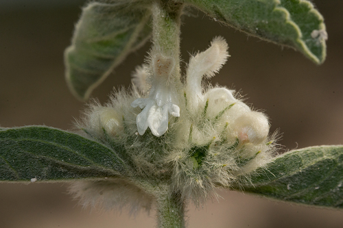 Leucas pechuelii