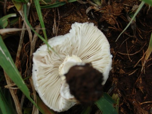 Leucoagaricus bisporus — photo