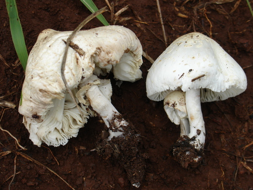 Leucoagaricus bisporus