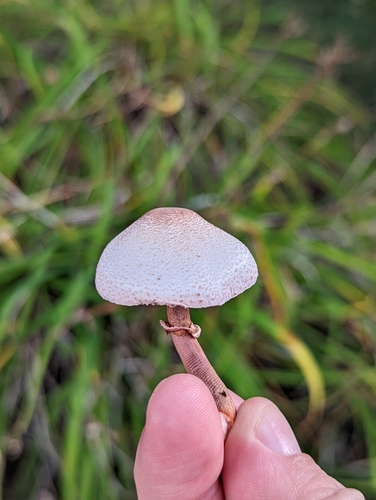 Leucoagaricus bresadolae — photo