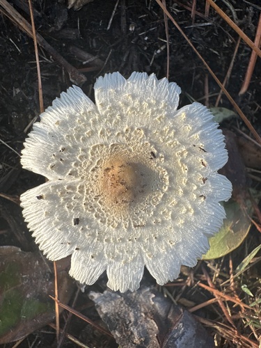 Leucoagaricus hortensis — photo