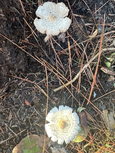 Leucoagaricus hortensis — photo