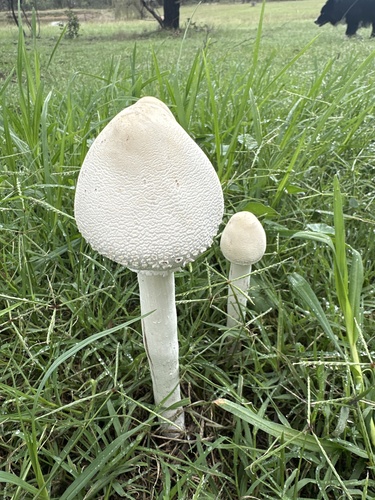 Leucoagaricus hortensis