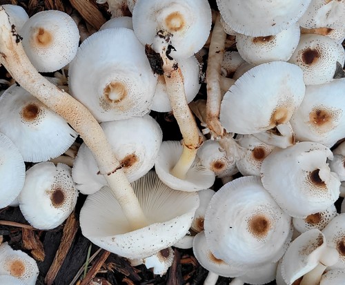 Leucoagaricus meleagris — photo