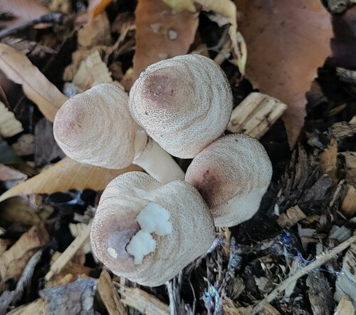 Leucoagaricus meleagris — photo