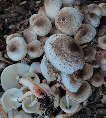 Leucoagaricus meleagris