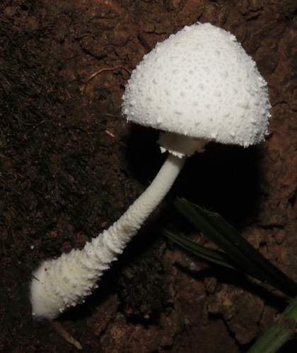 Leucocoprinus cretaceus — photo