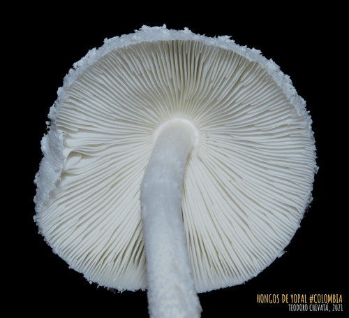 Leucocoprinus cretaceus — photo