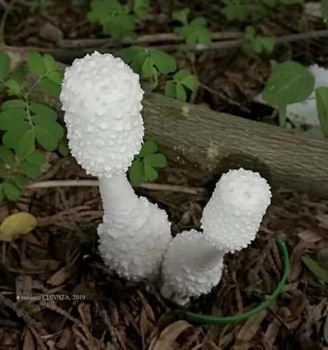 Leucocoprinus cretaceus