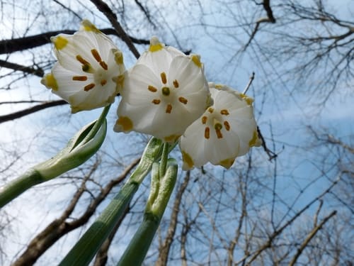Leucojum vernum (Spring snowflake) — photo