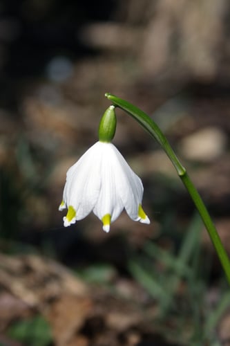 Leucojum vernum