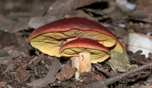 Leucopaxillus brasiliensis — photo