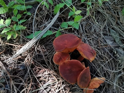 Leucopaxillus brasiliensis — photo