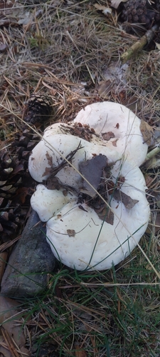 Leucopaxillus candidus — photo