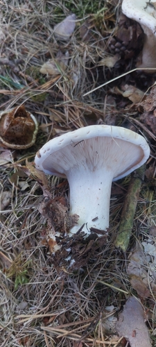 Leucopaxillus candidus — photo