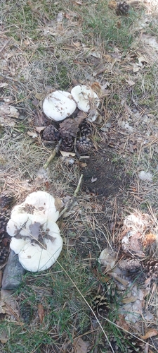 Leucopaxillus candidus