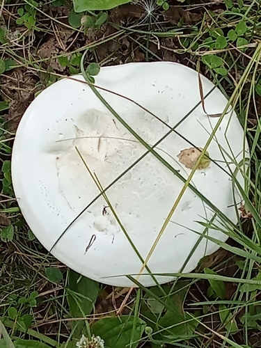 Leucopaxillus lepistoides — photo