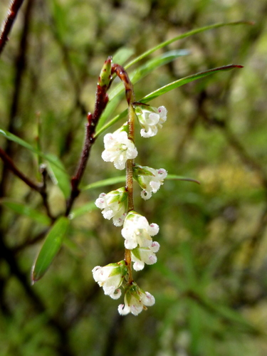 Leucopogon fasciculatus (Broad-leaved mingimingi) — photo