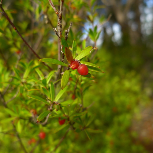 Leucopogon fasciculatus (Broad-leaved mingimingi) — photo