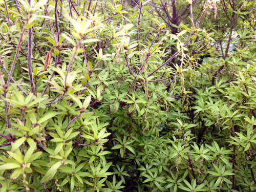 Leucopogon fasciculatus