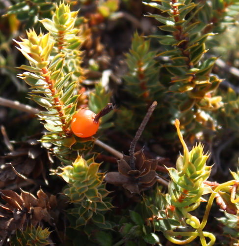 Leucopogon fraseri (Otago heath) — photo