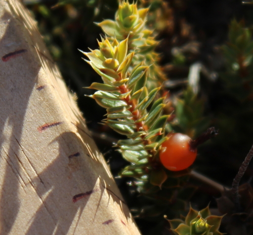 Leucopogon fraseri (Otago heath) — photo