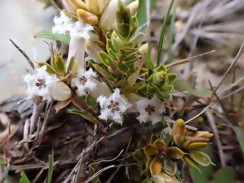 Leucopogon fraseri