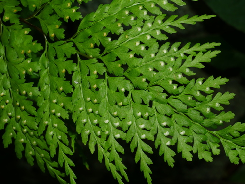 Leucostegia immersa — photo