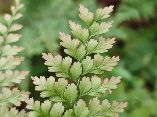 Hypodematiaceae