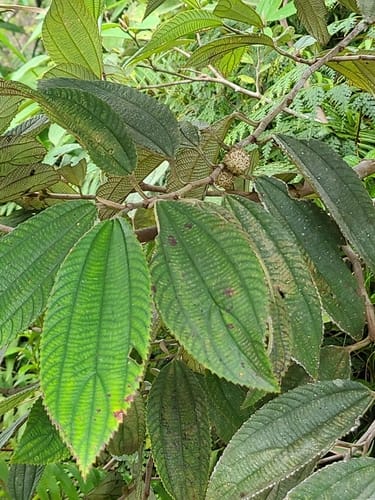 Leucosyke capitellata — photo