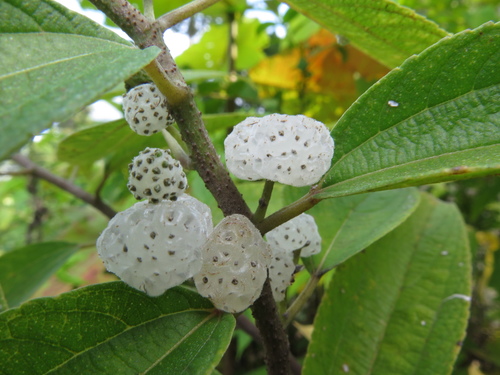 Leucosyke capitellata
