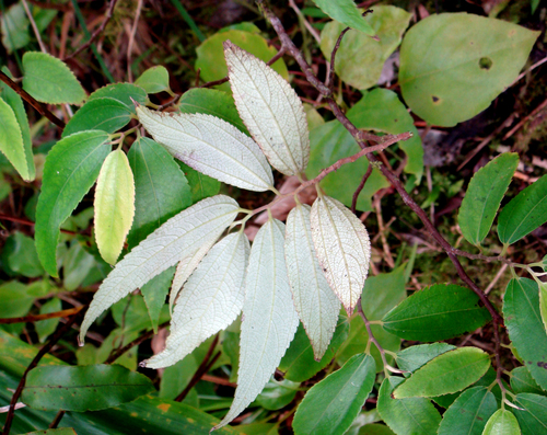 Leucosyke corymbulosa (Ala'alatoa) — photo