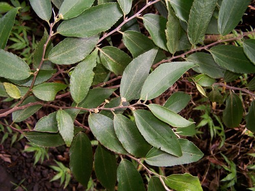 Leucosyke corymbulosa (Ala'alatoa) — photo