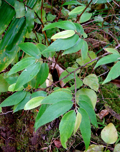 Leucosyke corymbulosa