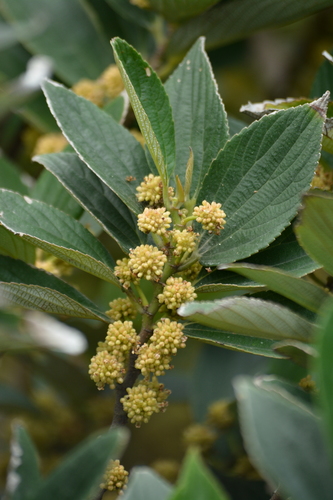 Leucosyke quadrinervia — photo