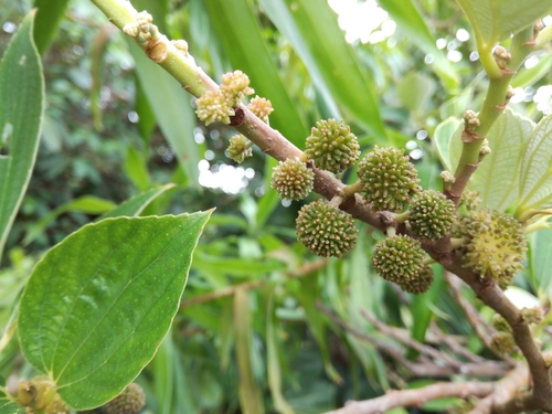 Leucosyke quadrinervia — photo