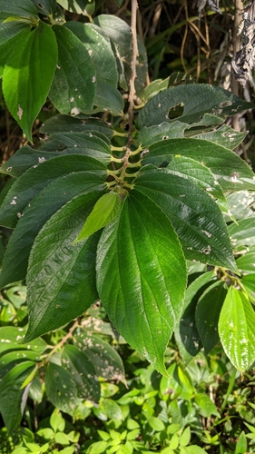 Leucosyke quadrinervia
