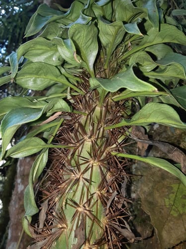Leuenbergeria bleo (Bleo) — photo