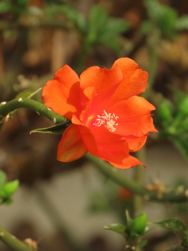 Leuenbergeria bleo