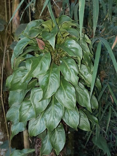 Leuenbergeria bleo (Bleo) — photo