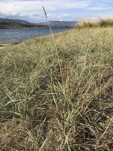 Leymus chinensis