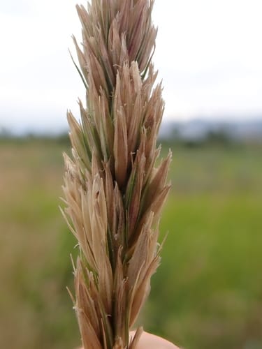 Leymus cinereus (Great Basin wild rye) — photo