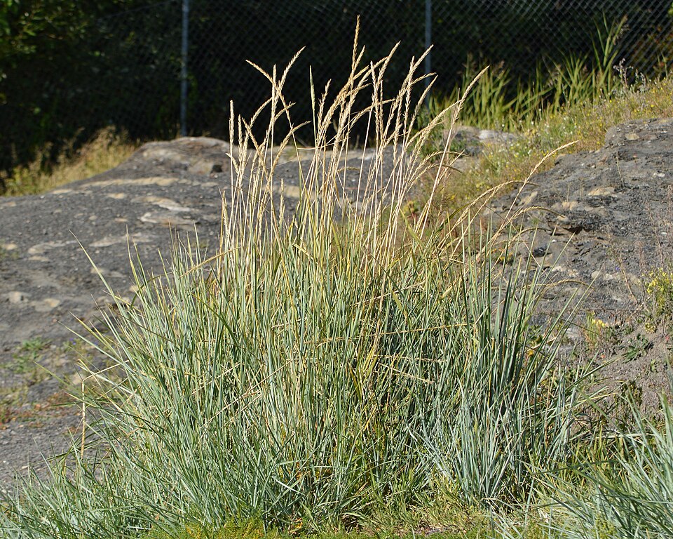 Leymus sp.