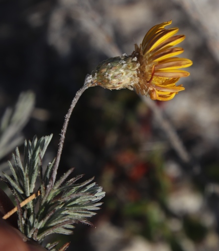 Leysera gnaphalodes (Geelblommetjiestee) — photo