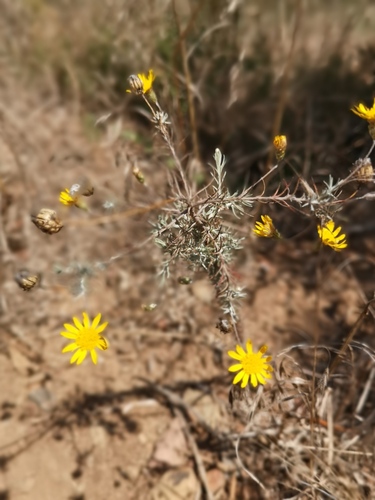 Leysera gnaphalodes (Geelblommetjiestee) — photo