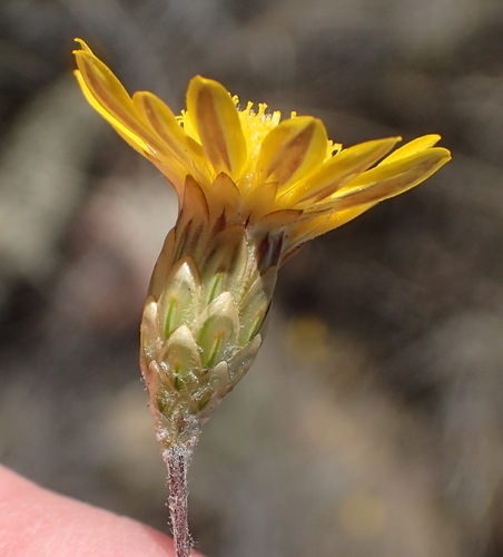 Leysera gnaphalodes